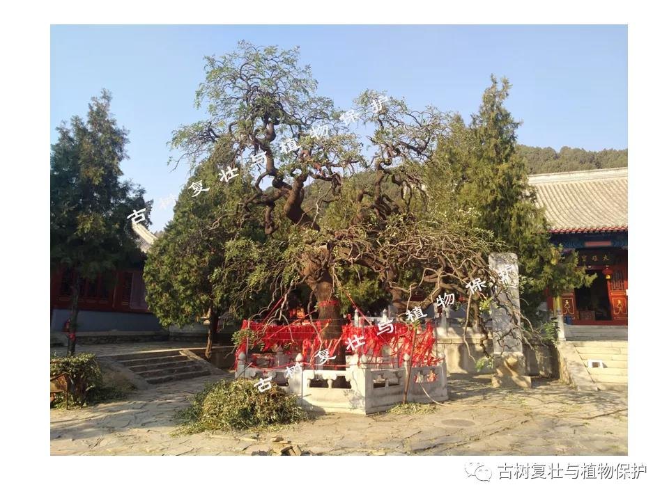 A sculptural old tree stands in front of a temple hall.